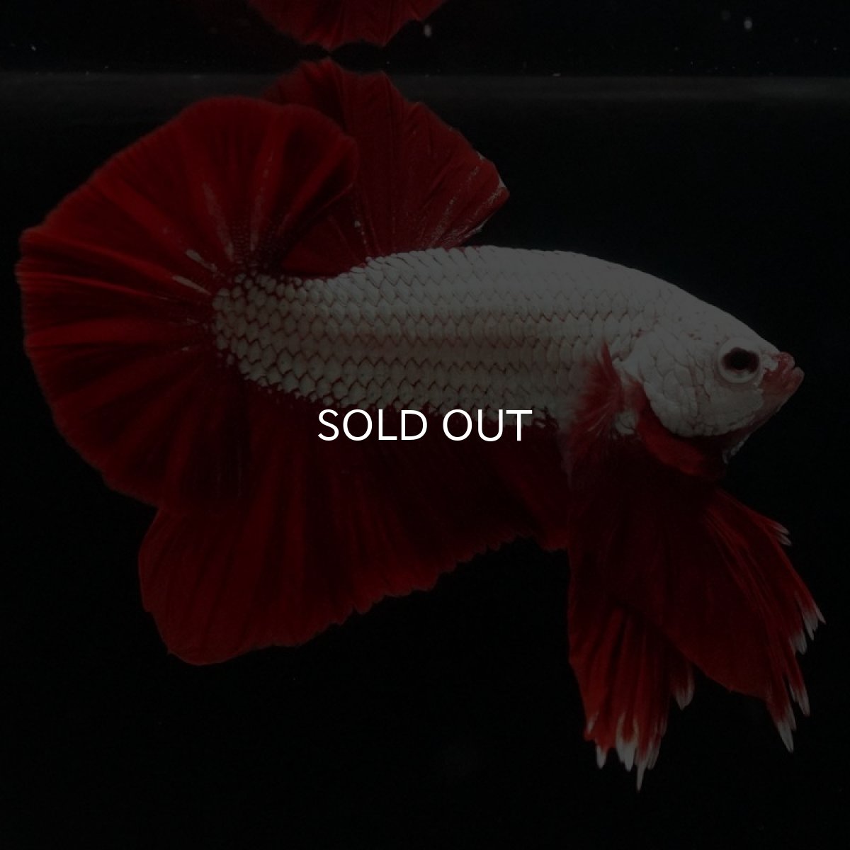 画像7: HMPK プラチナレッドドラゴン (7)