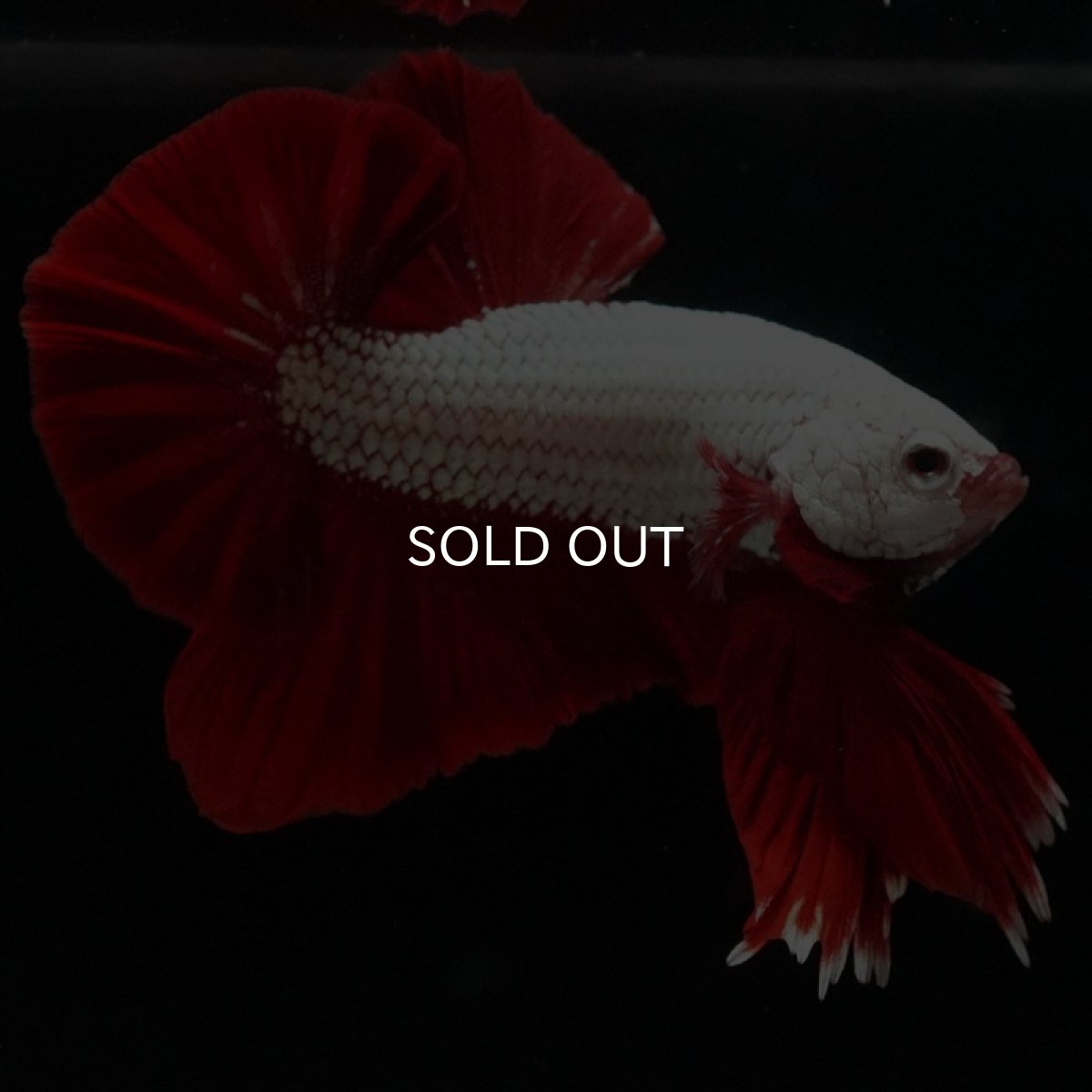 画像2: HMPK プラチナレッドドラゴン (2)