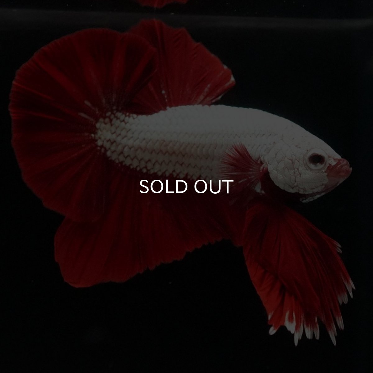 画像6: HMPK プラチナレッドドラゴン (6)