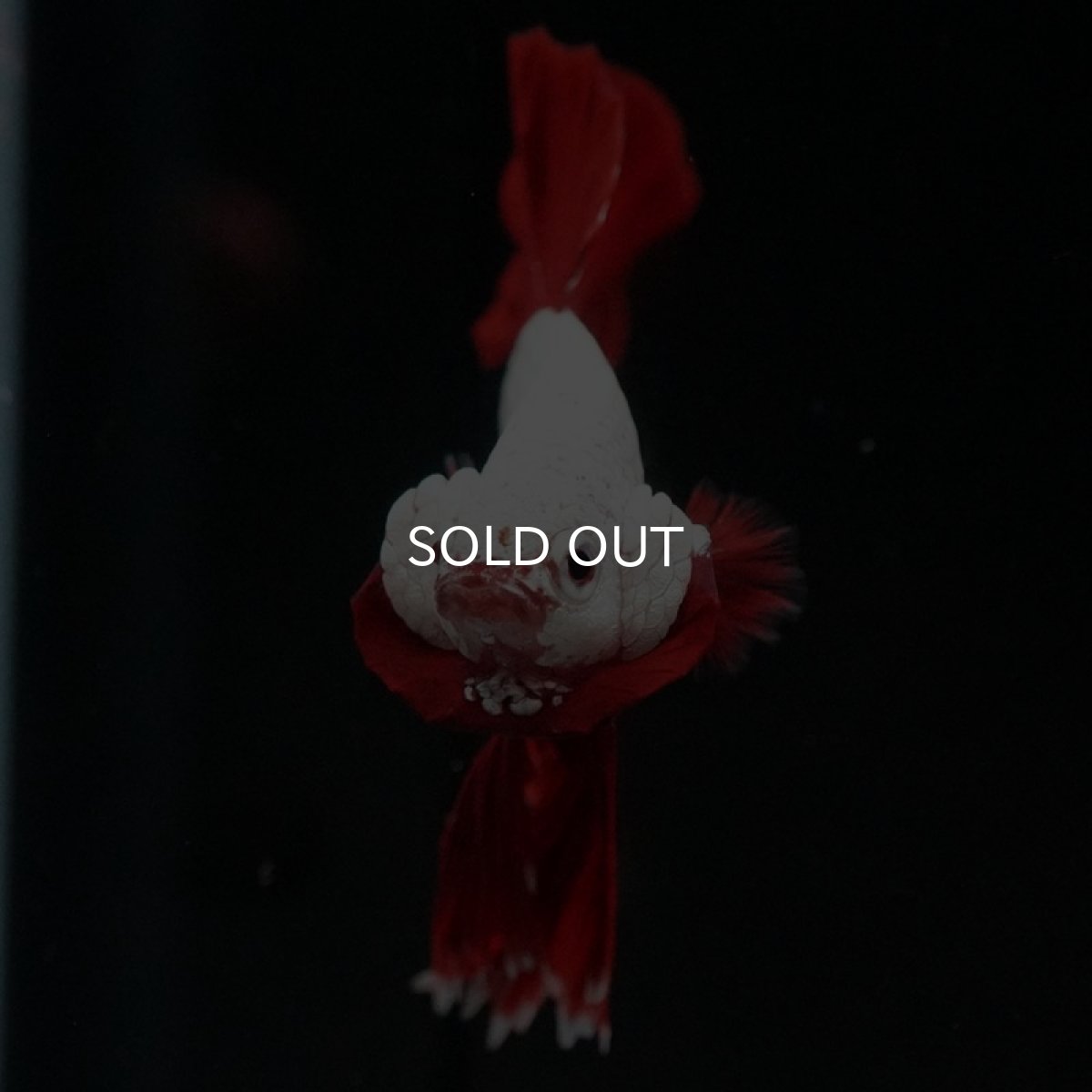 画像4: HMPK プラチナレッドドラゴン (4)