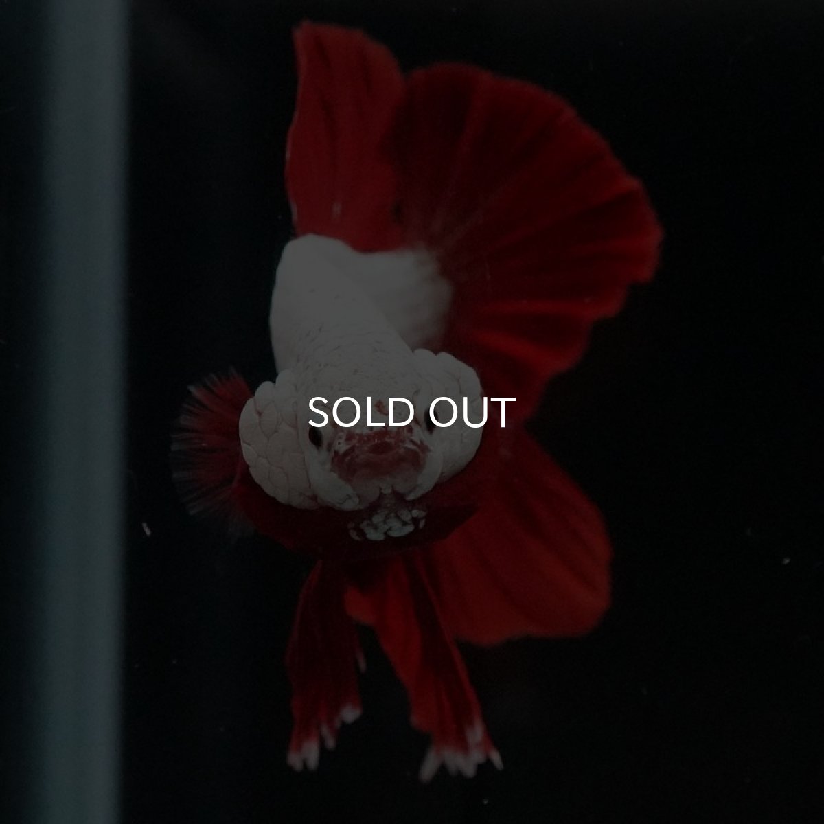 画像3: HMPK プラチナレッドドラゴン (3)