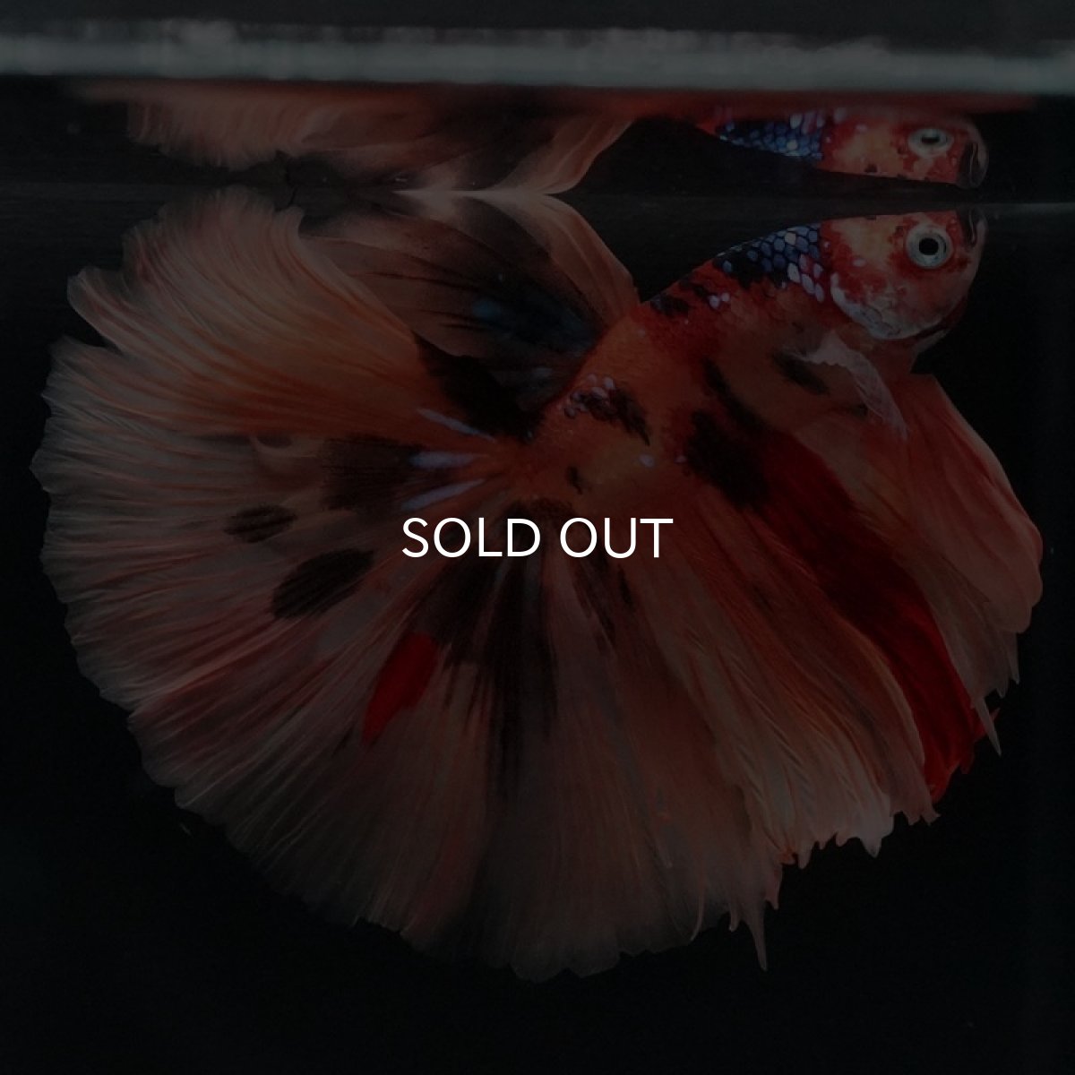 画像9: HM キャンディ (9)