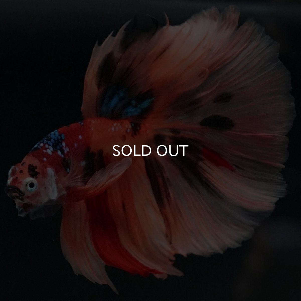 画像2: HM キャンディ (2)