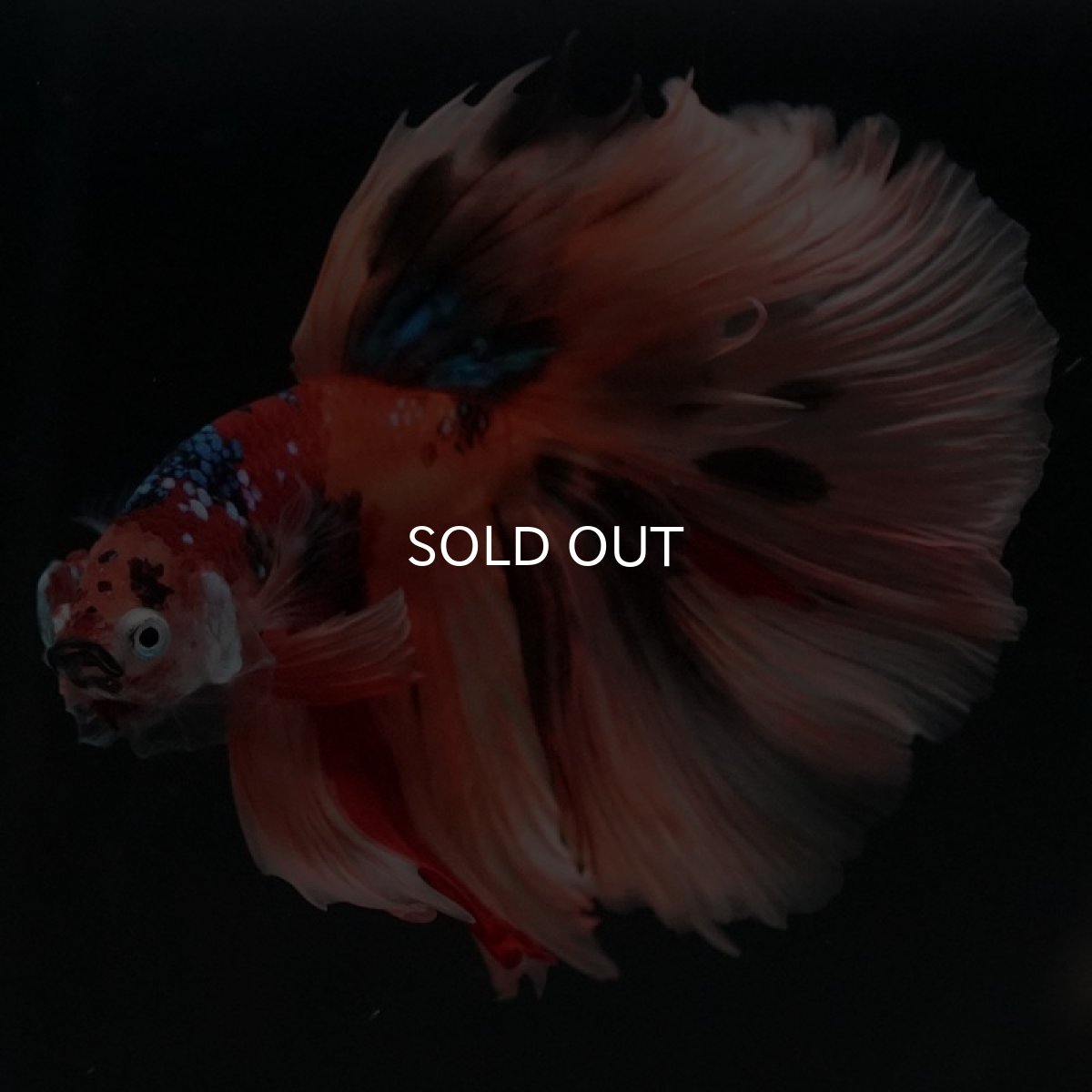 画像6: HM キャンディ (6)