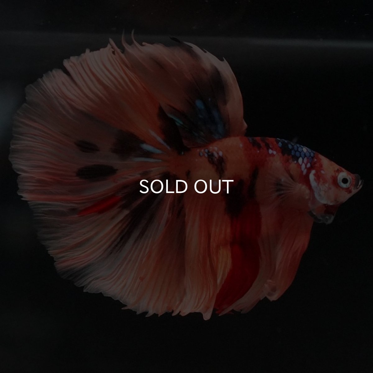 画像8: HM キャンディ (8)