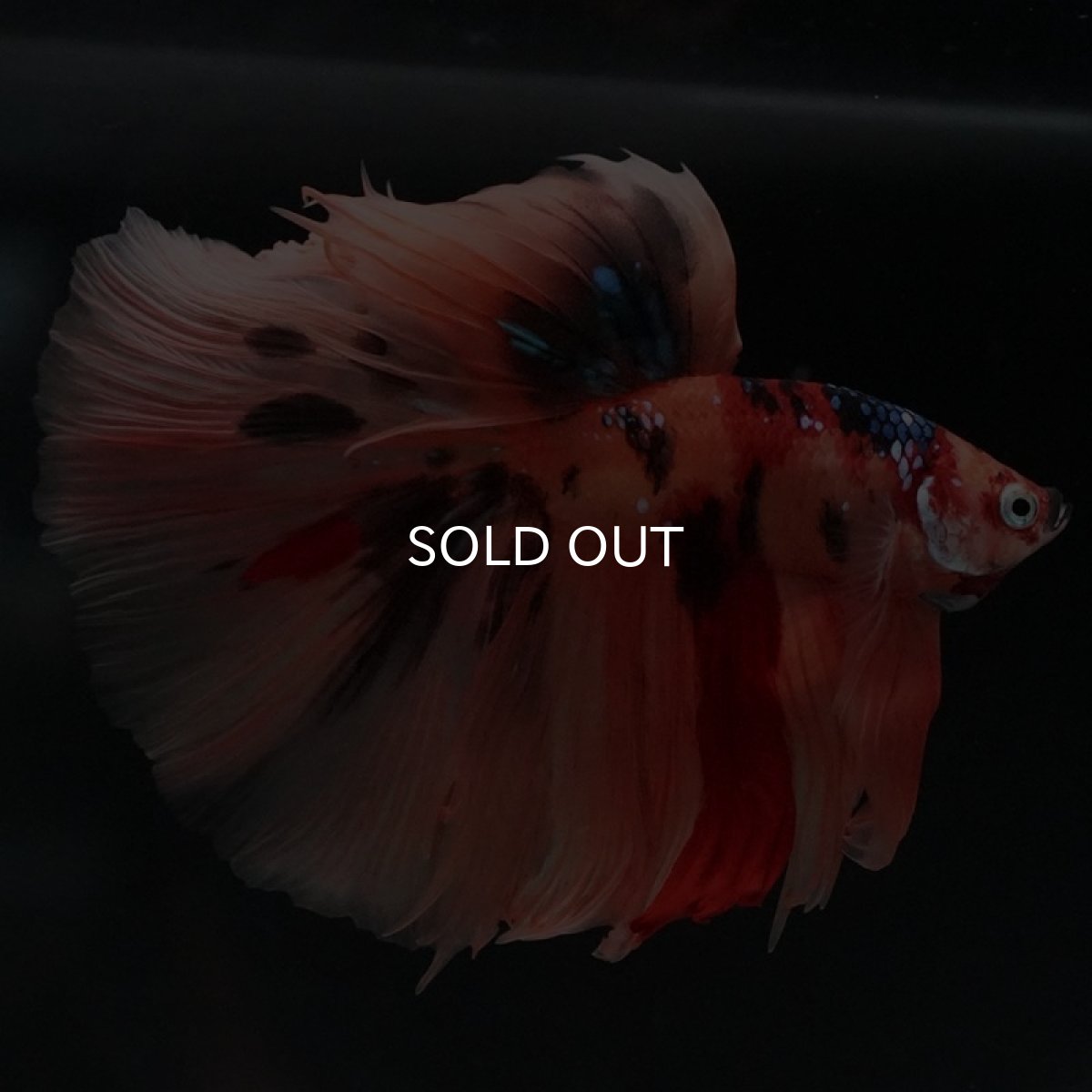 画像7: HM キャンディ (7)