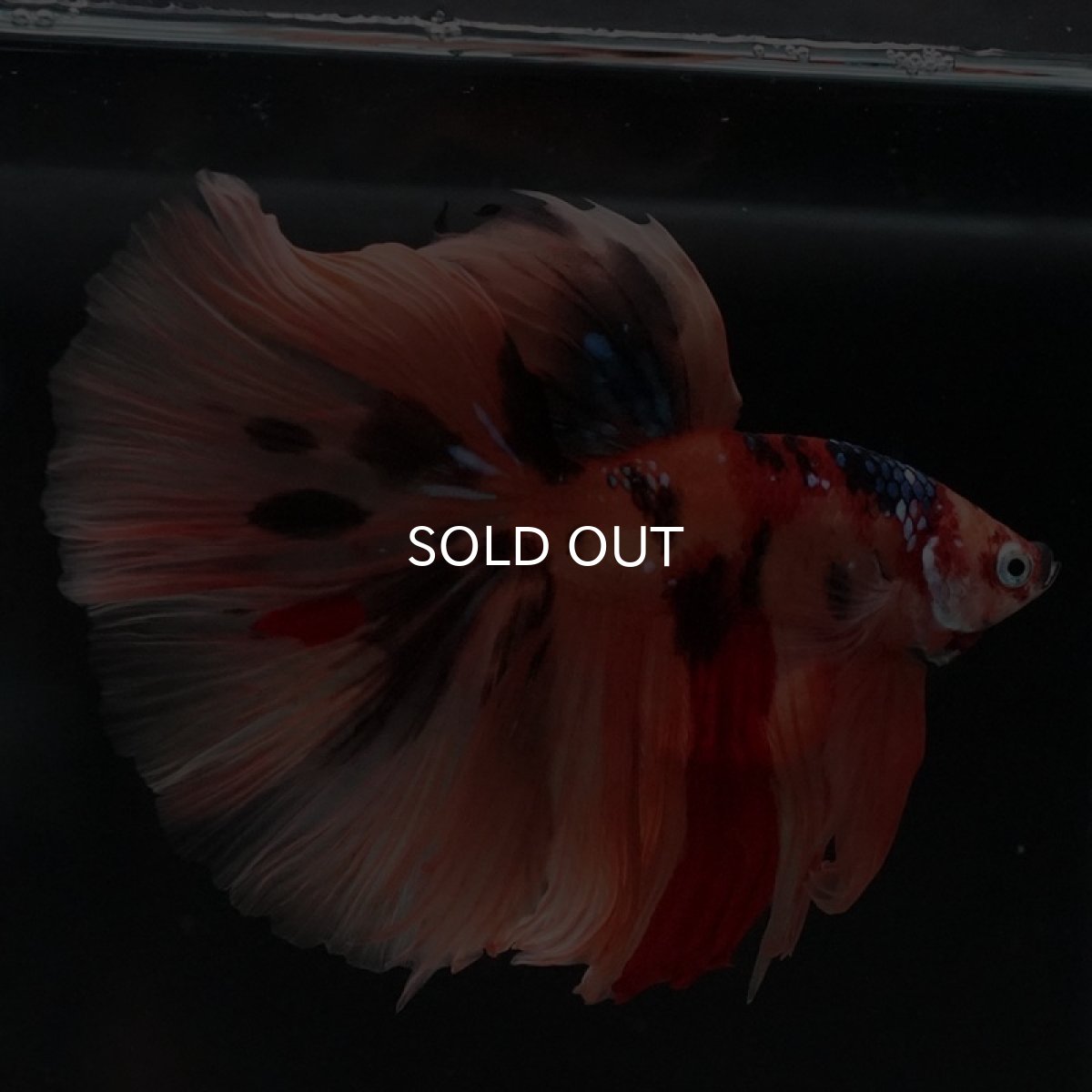 画像3: HM キャンディ (3)