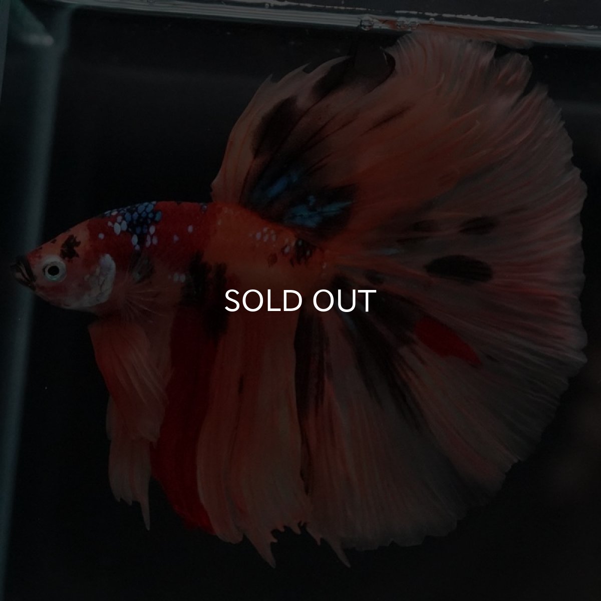 画像4: HM キャンディ (4)