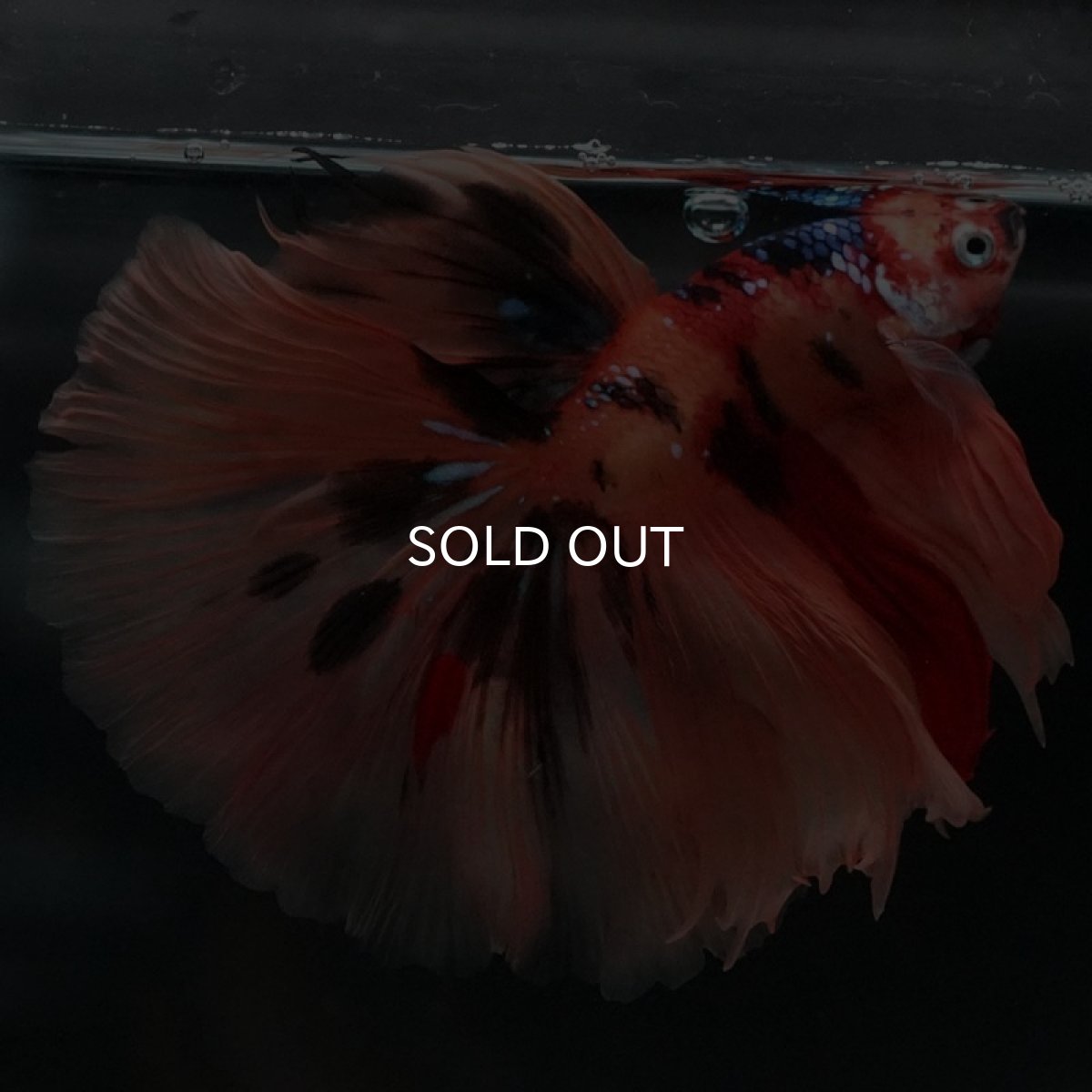 画像5: HM キャンディ (5)