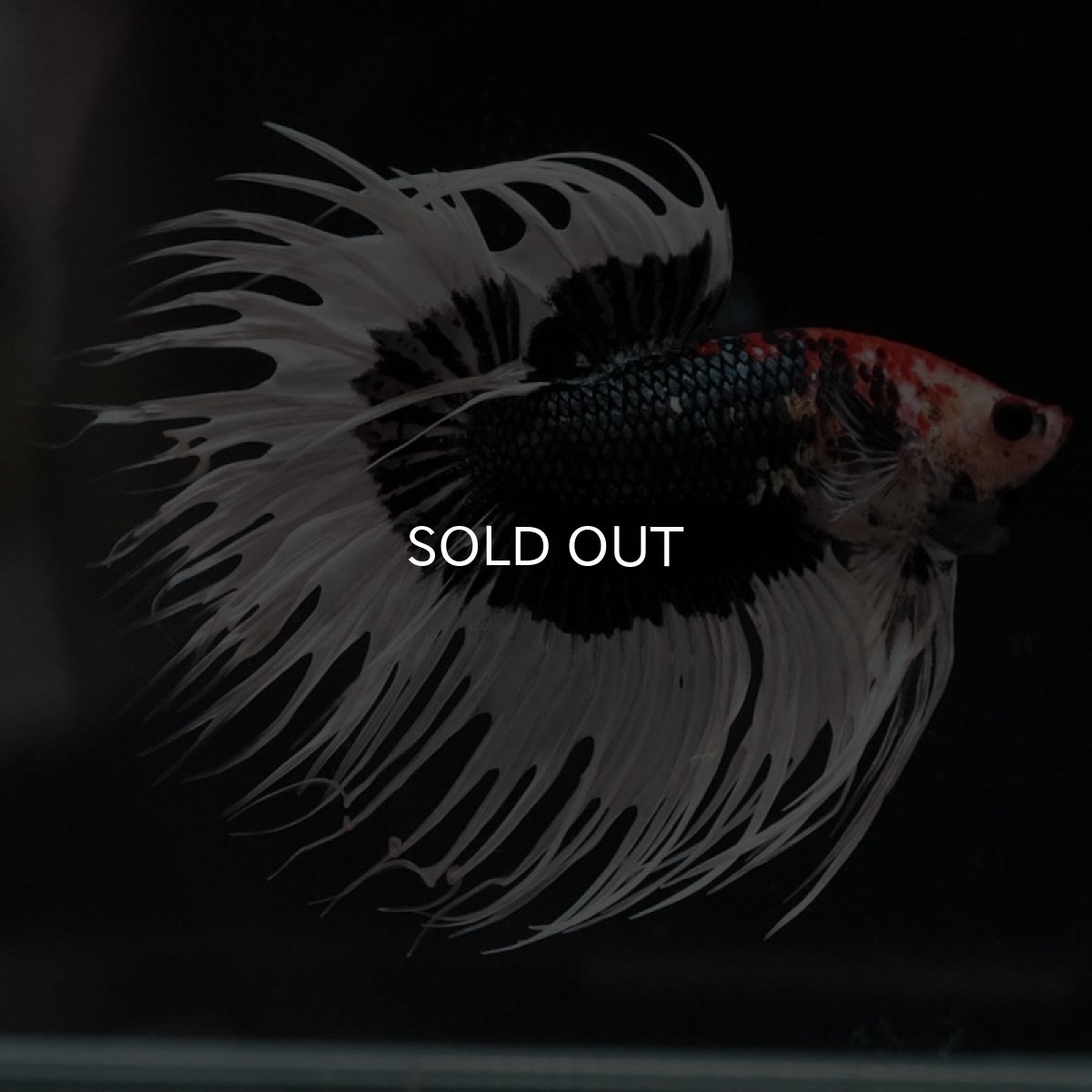 画像9: CT　ブラックカッパーバタフライ (9)