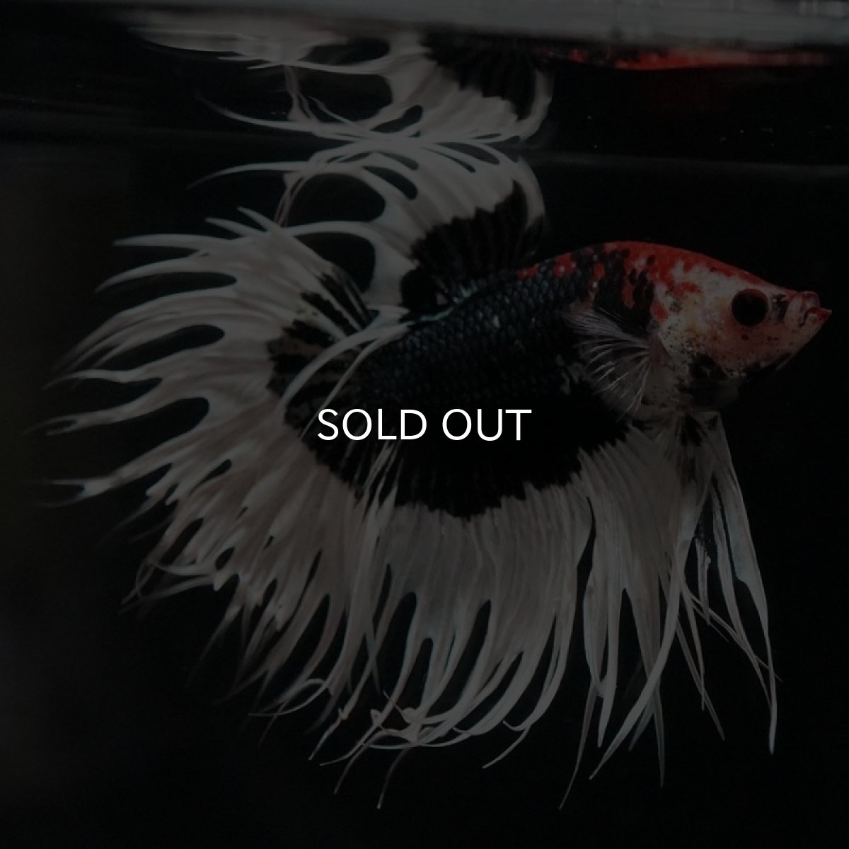 画像8: CT　ブラックカッパーバタフライ (8)