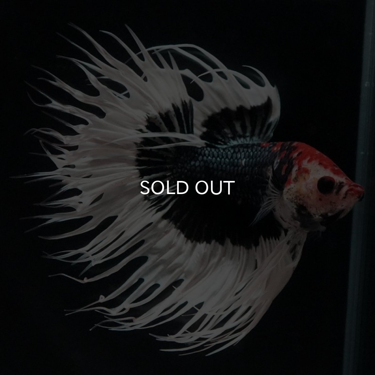 画像7: CT　ブラックカッパーバタフライ (7)