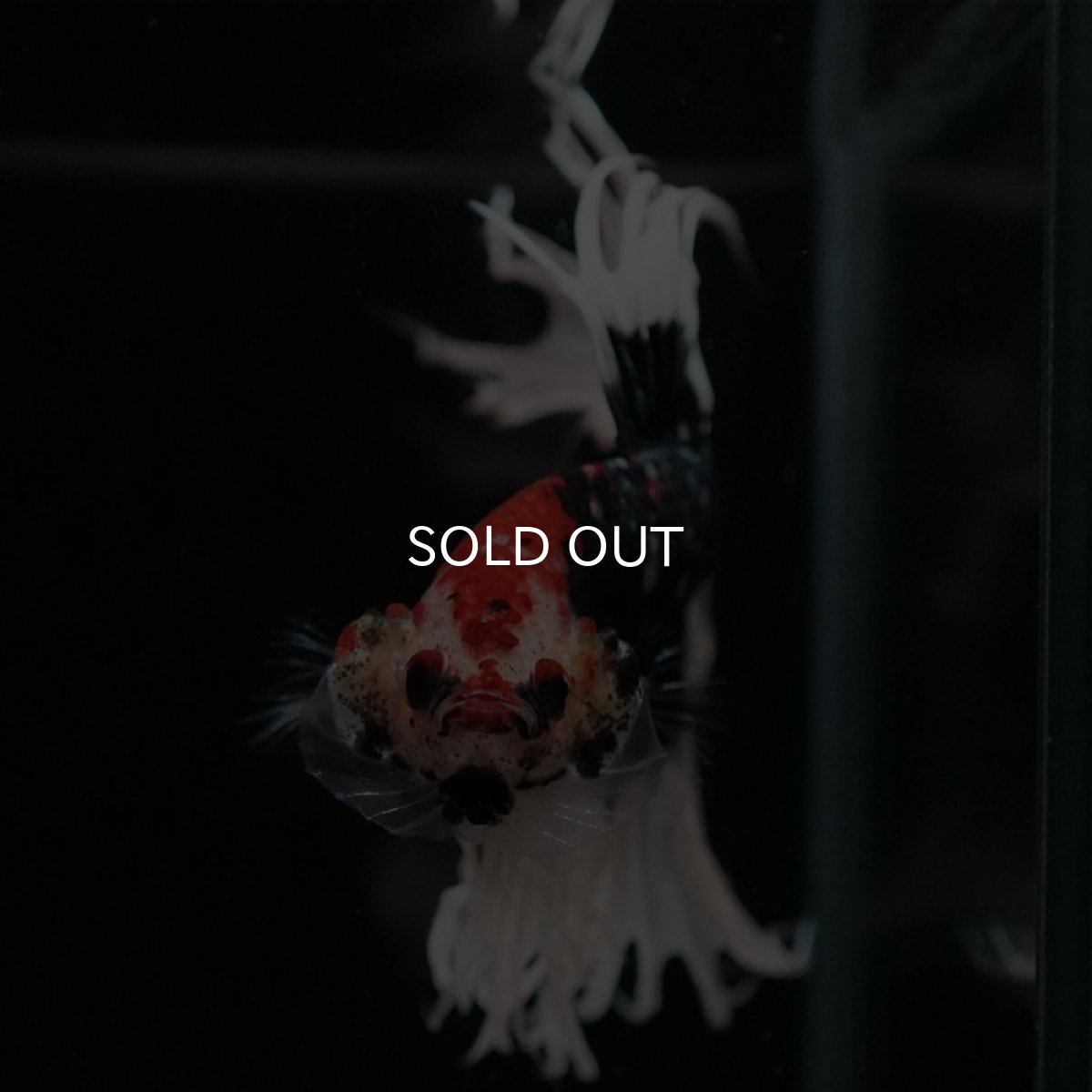 画像3: CT　ブラックカッパーバタフライ (3)