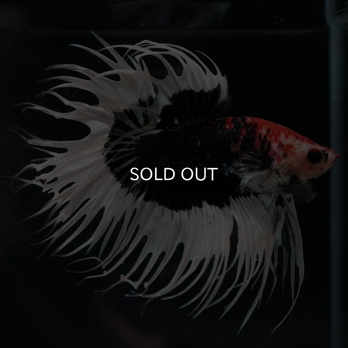 画像6: CT　ブラックカッパーバタフライ (6)