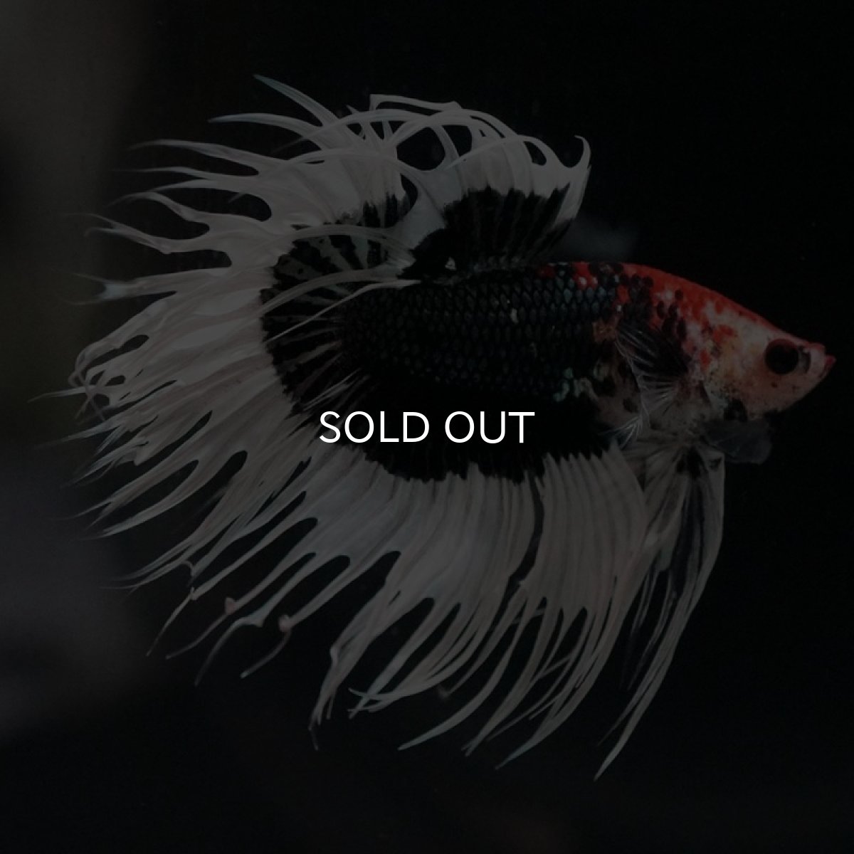 画像4: CT　ブラックカッパーバタフライ (4)