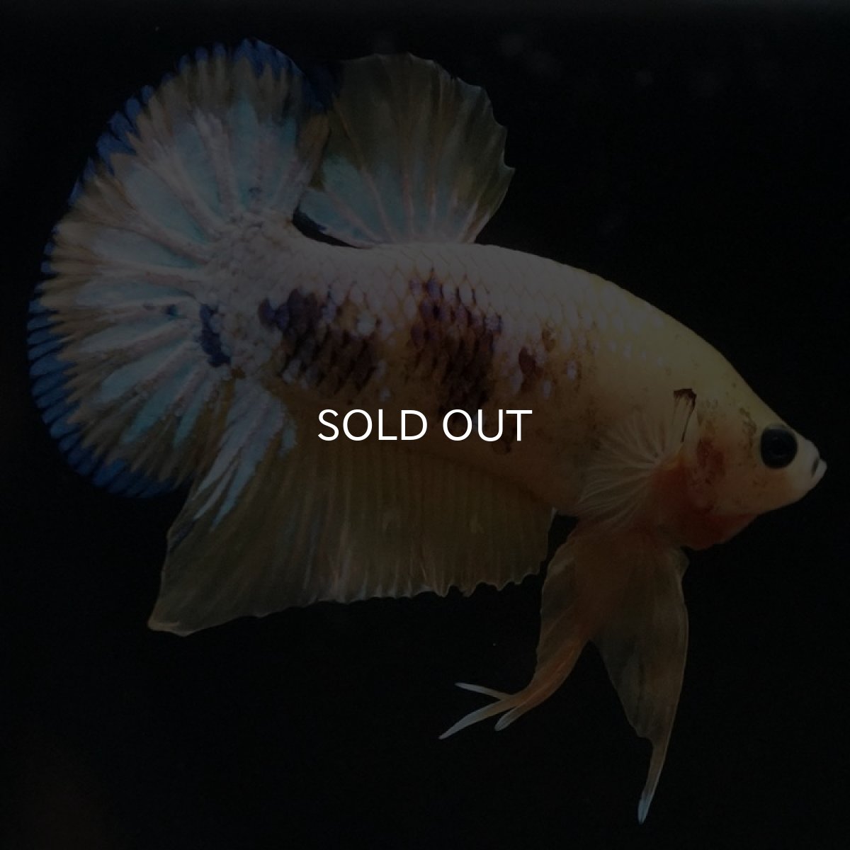 画像5: HMPK イエローファンシー (5)