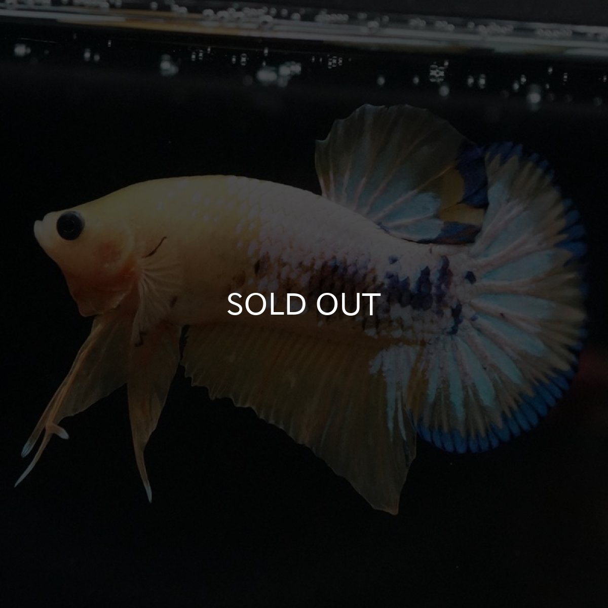 画像6: HMPK イエローファンシー (6)