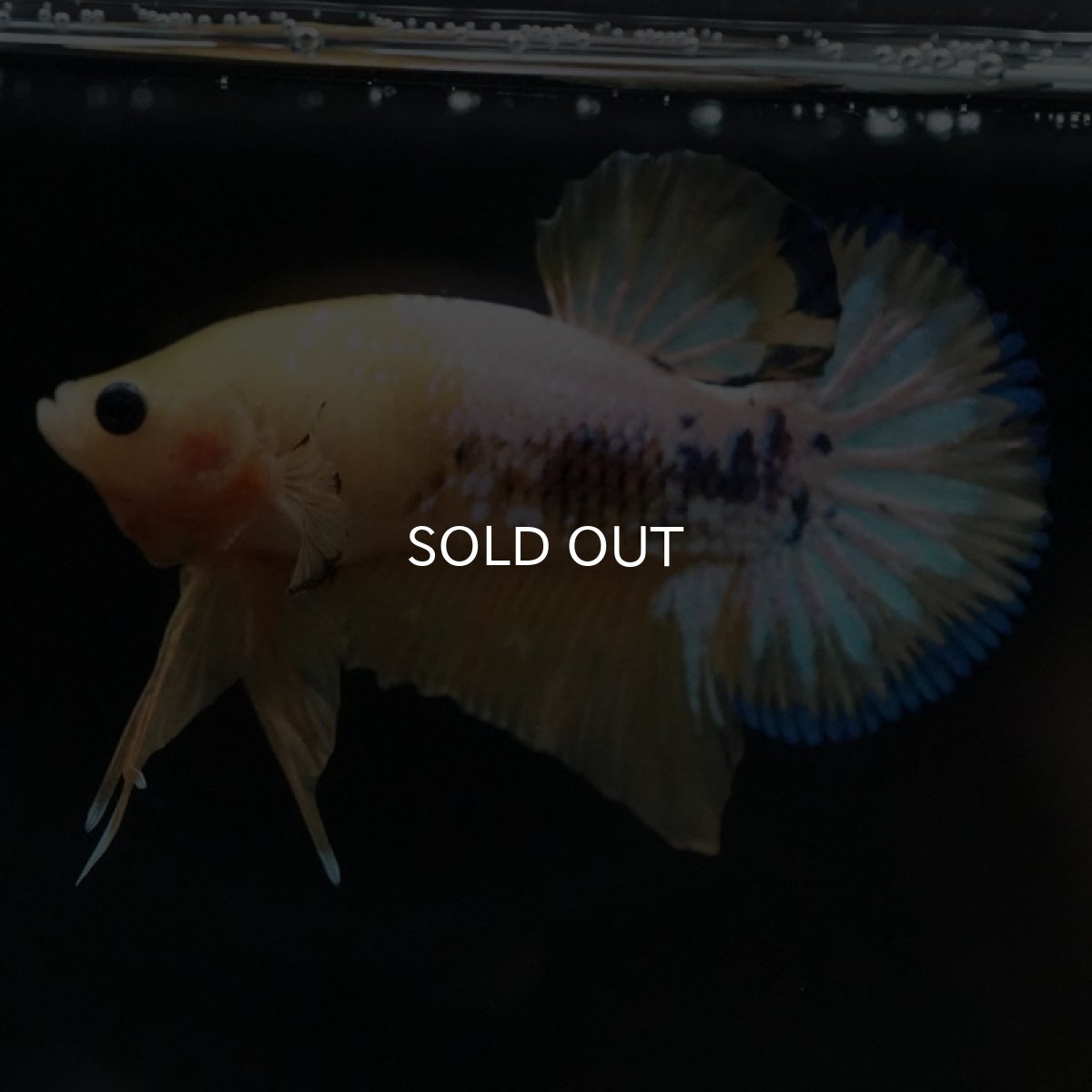 画像2: HMPK イエローファンシー (2)