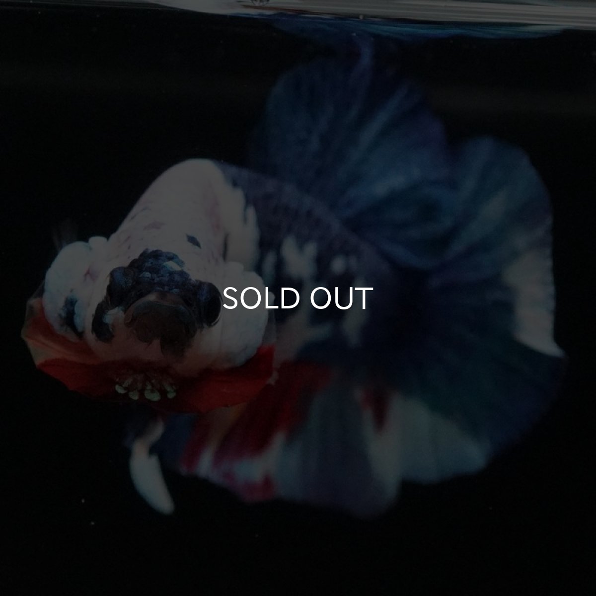 画像3: HMPK キャンディレインボー (3)