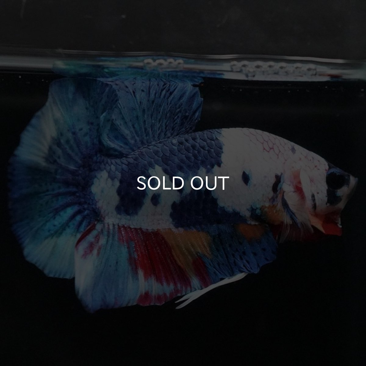 画像8: HMPK キャンディレインボー (8)