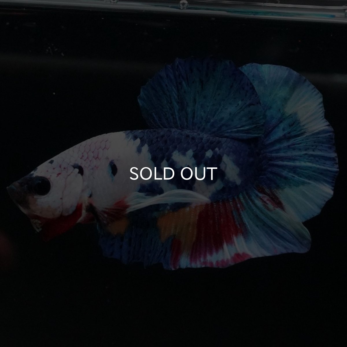 画像12: HMPK キャンディレインボー (12)