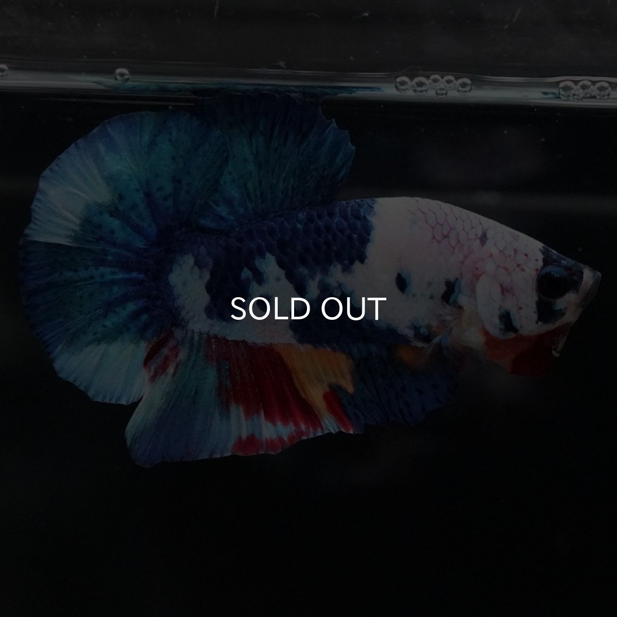 画像10: HMPK キャンディレインボー (10)