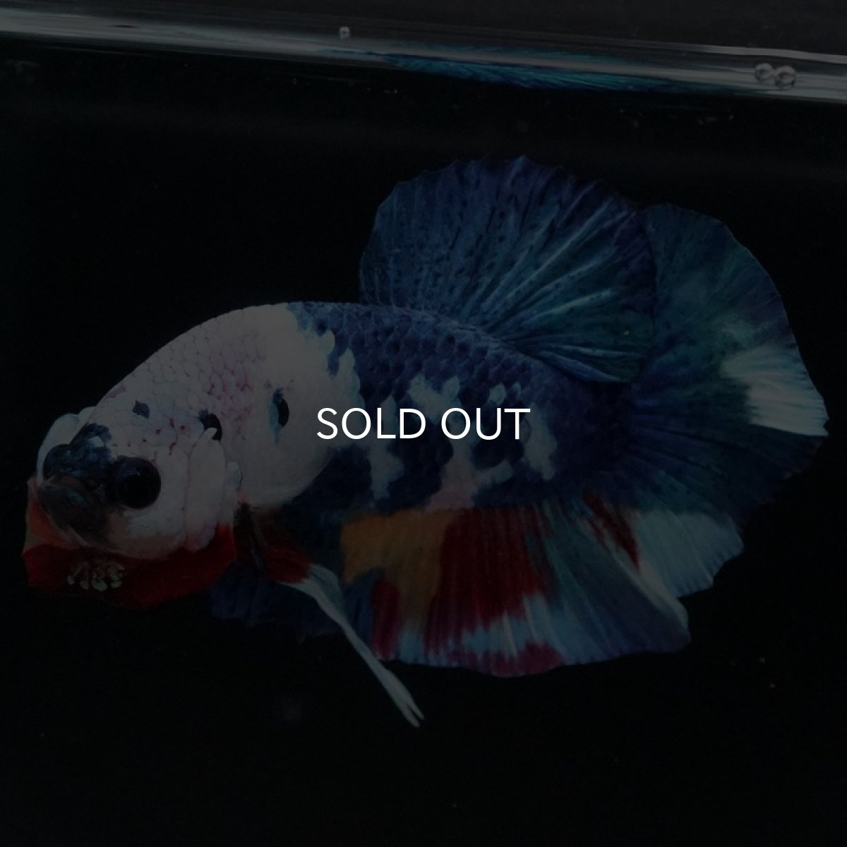 画像11: HMPK キャンディレインボー (11)