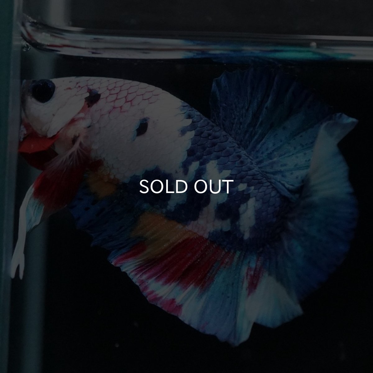 画像9: HMPK キャンディレインボー (9)