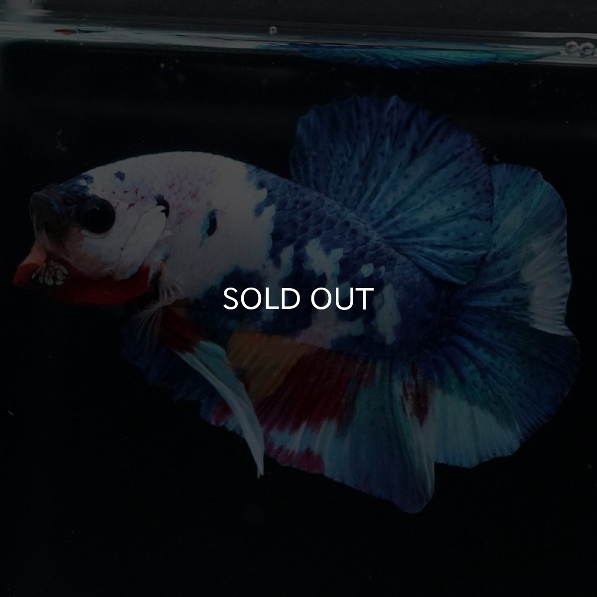 画像2: HMPK キャンディレインボー (2)