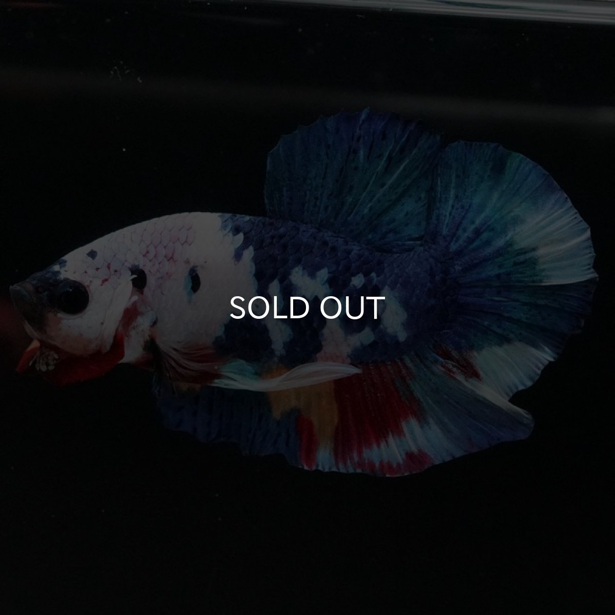 画像7: HMPK キャンディレインボー (7)