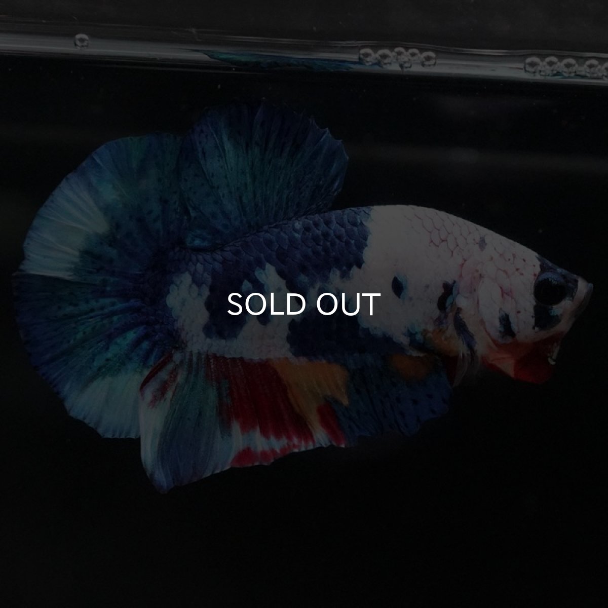 画像4: HMPK キャンディレインボー (4)