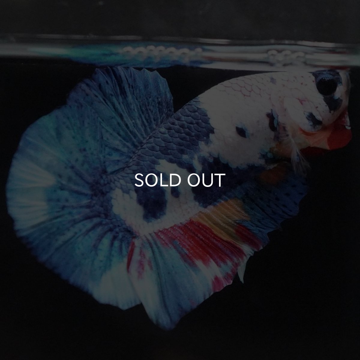 画像6: HMPK キャンディレインボー (6)