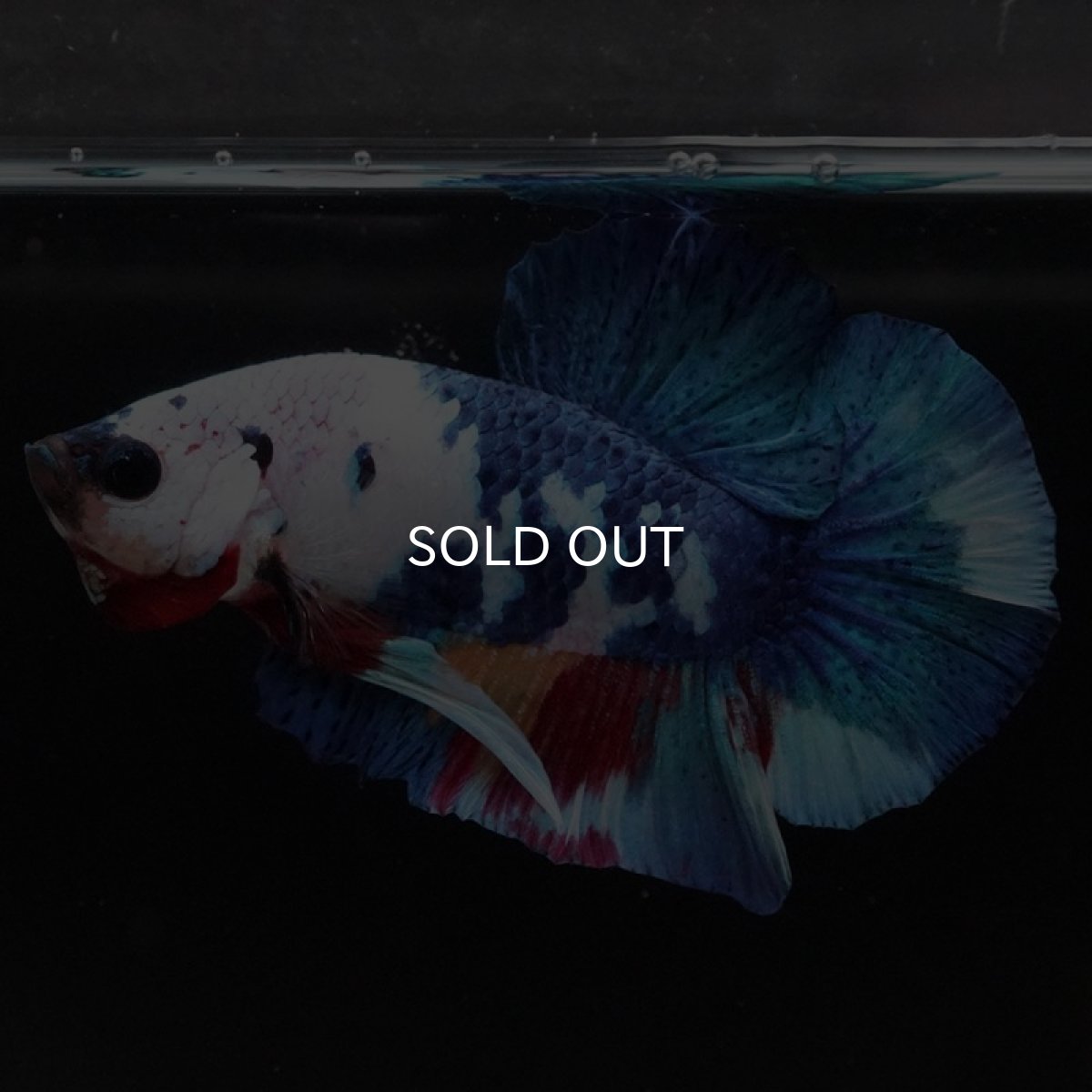 画像5: HMPK キャンディレインボー (5)