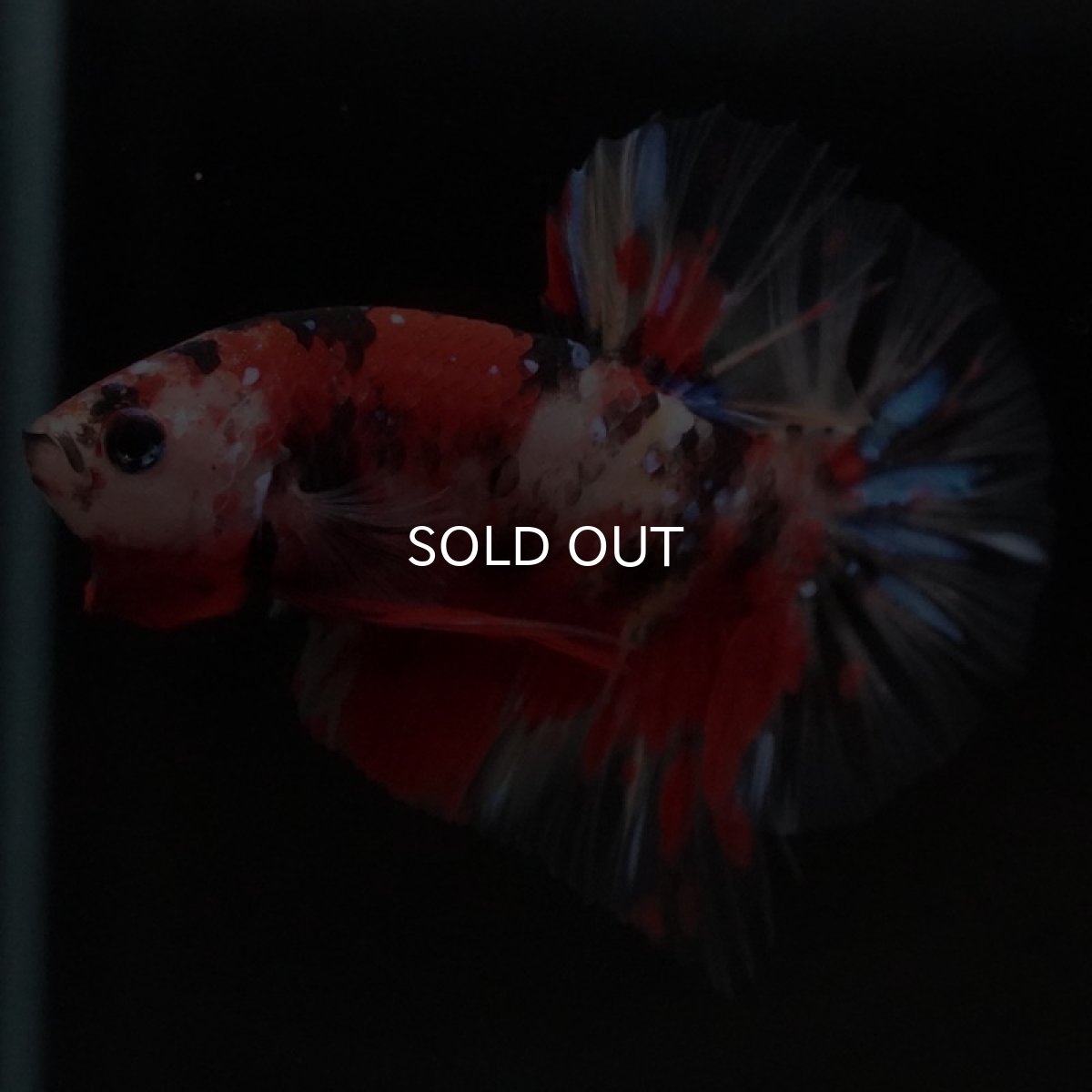 画像5: HMPK　キャンディ　クリアフィン (5)