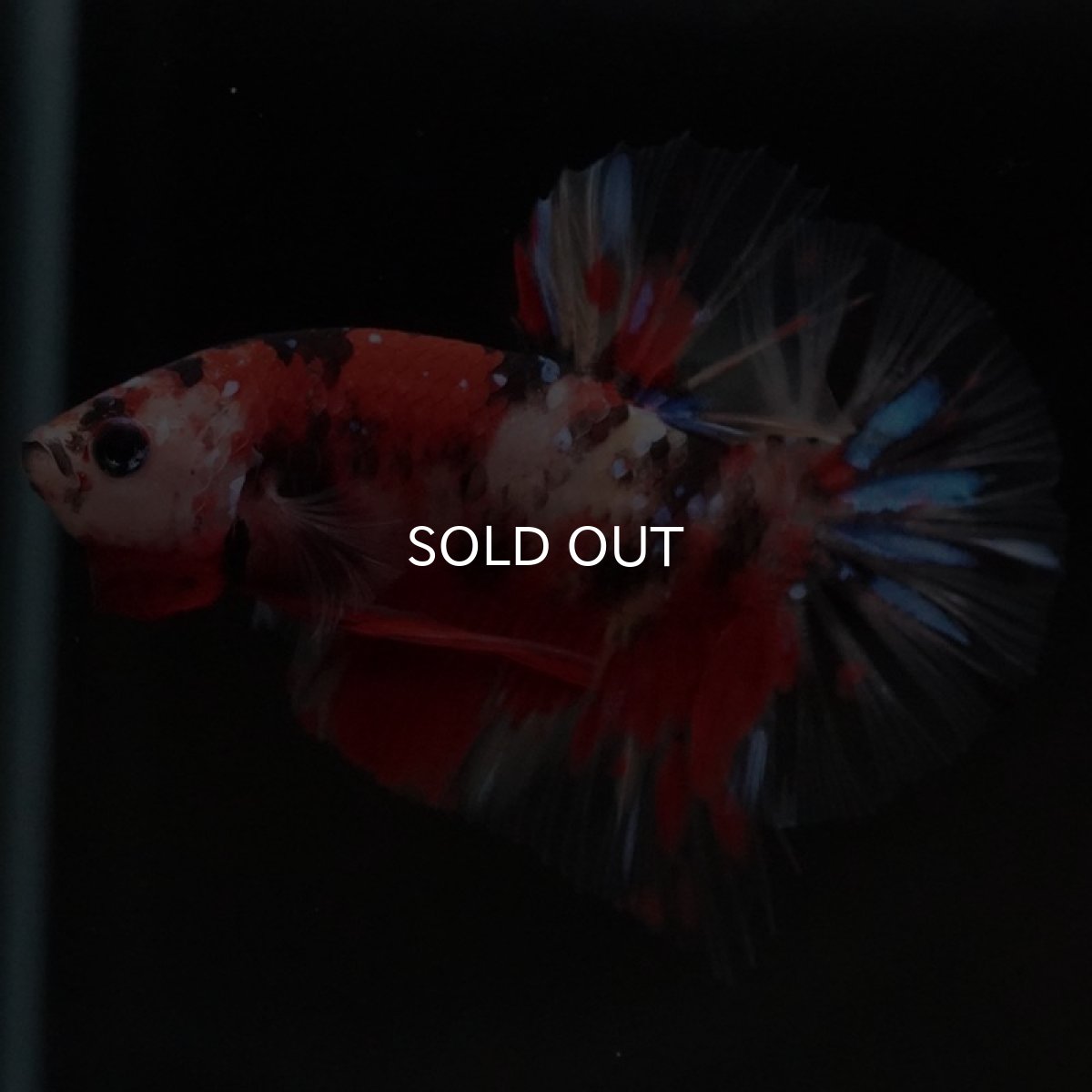 画像3: HMPK　キャンディ　クリアフィン (3)