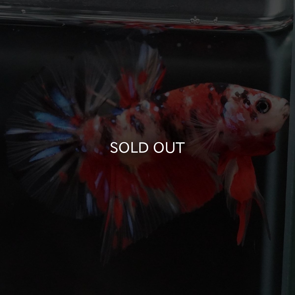 画像6: HMPK　キャンディ　クリアフィン (6)