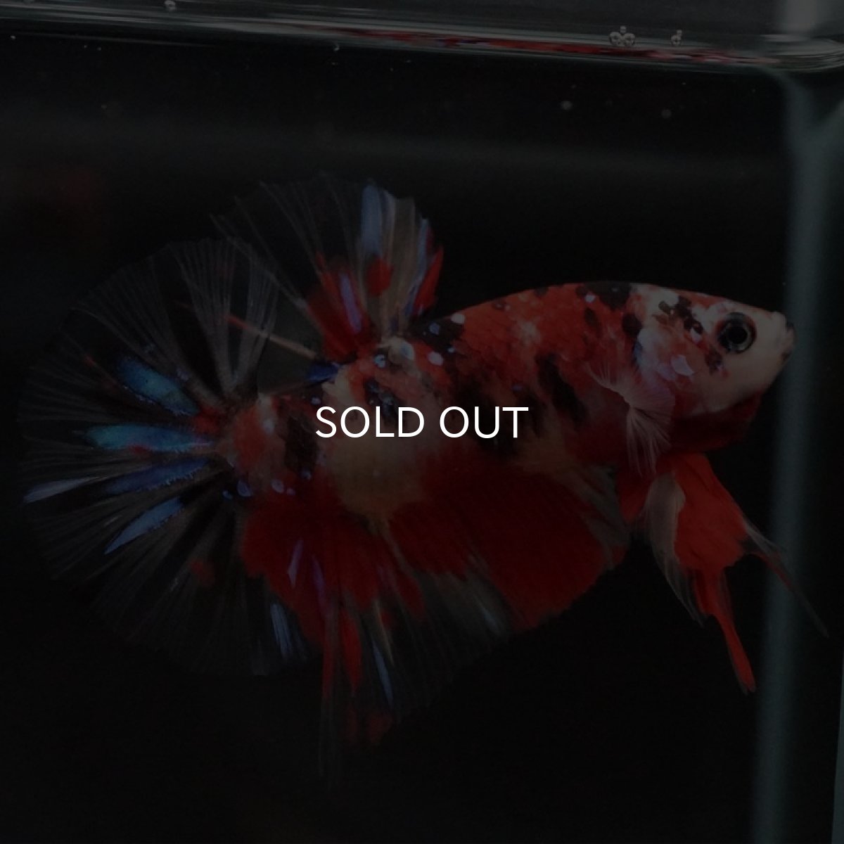 画像4: HMPK　キャンディ　クリアフィン (4)