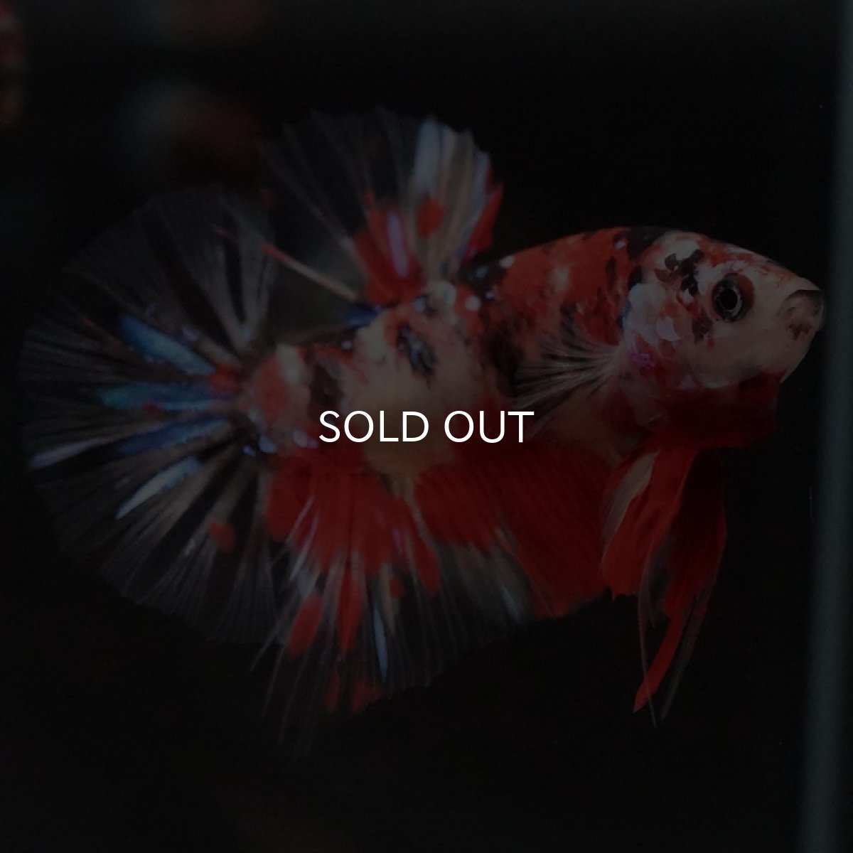 画像2: HMPK　キャンディ　クリアフィン (2)