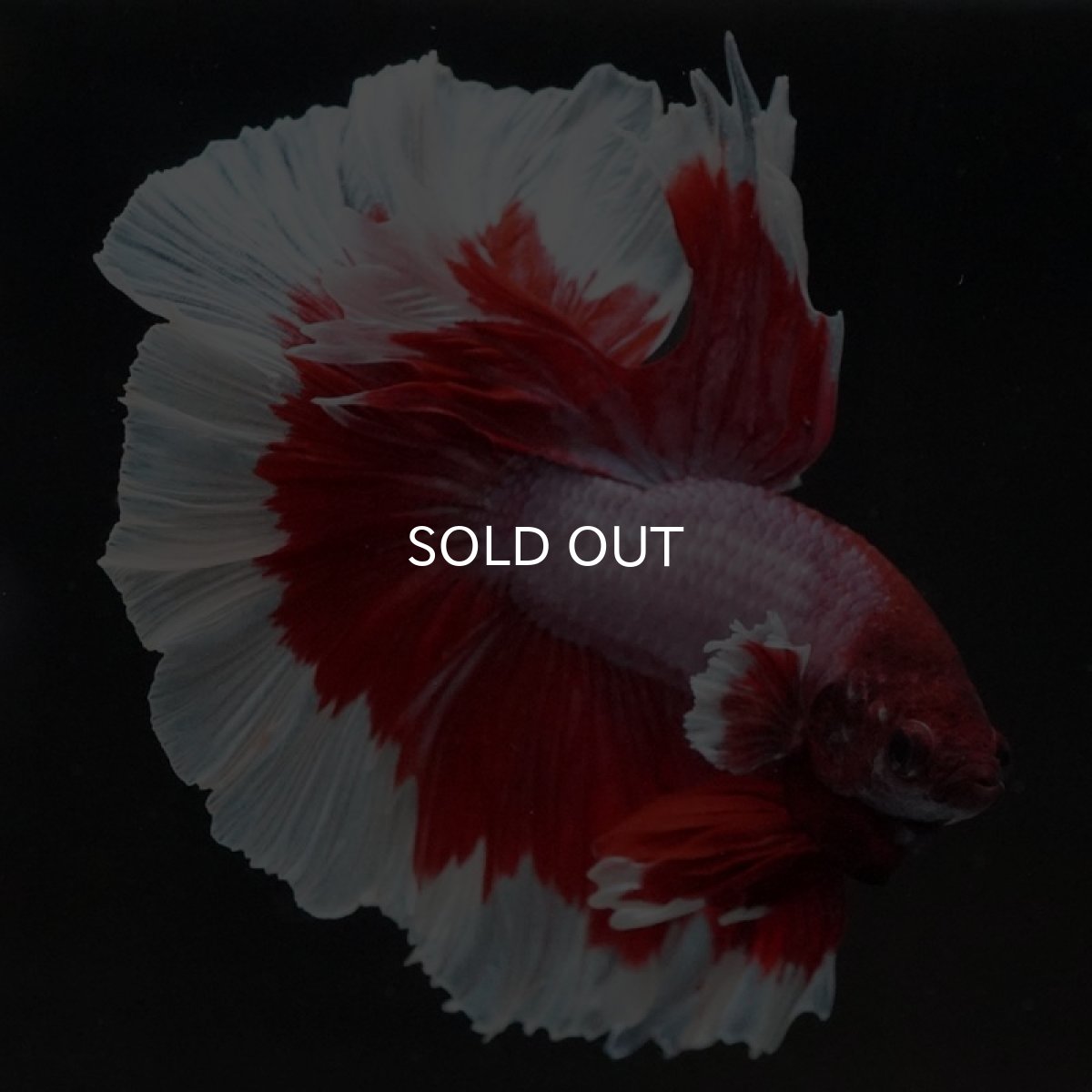 画像5: HM ラベンダーバタフライ (5)