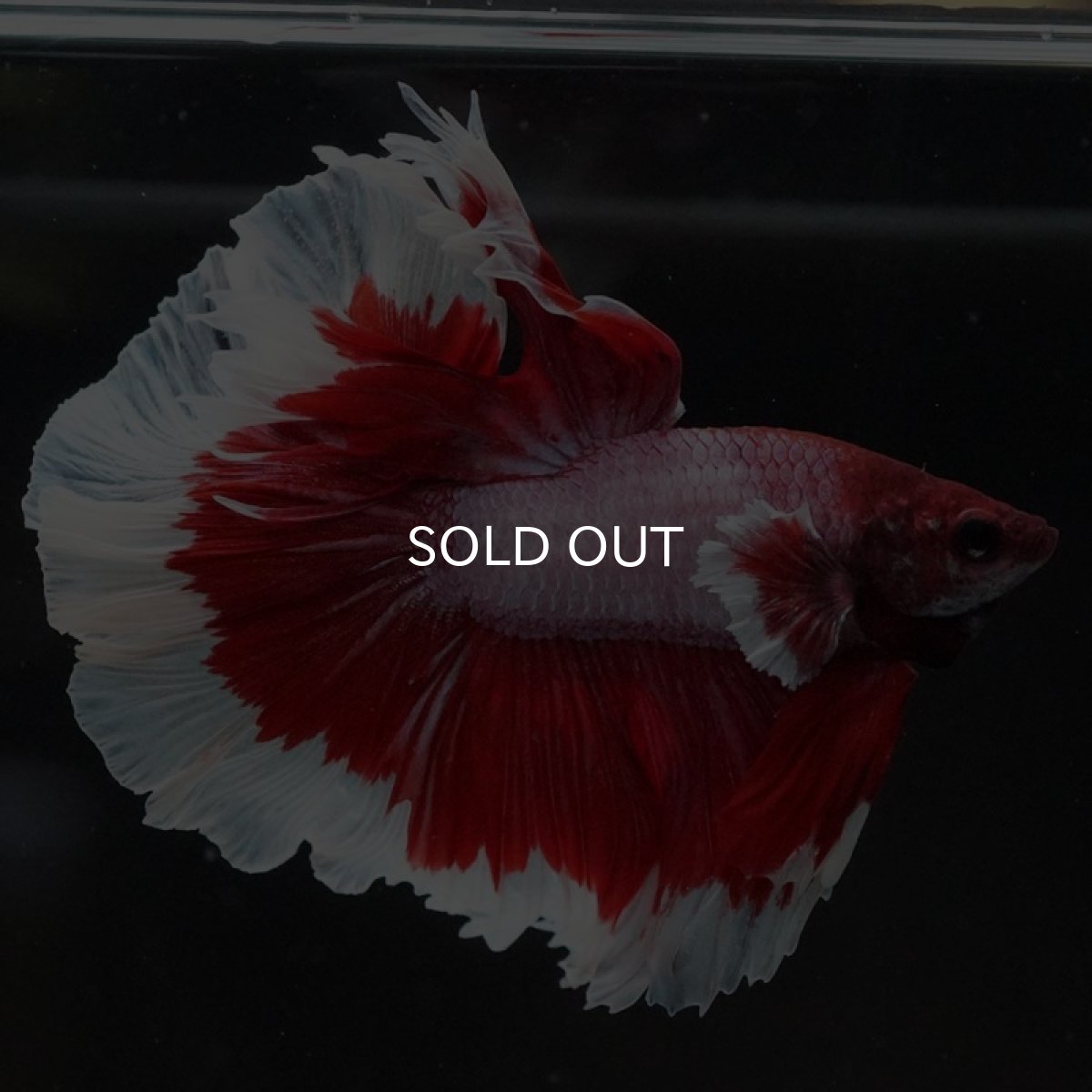 画像7: HM ラベンダーバタフライ (7)