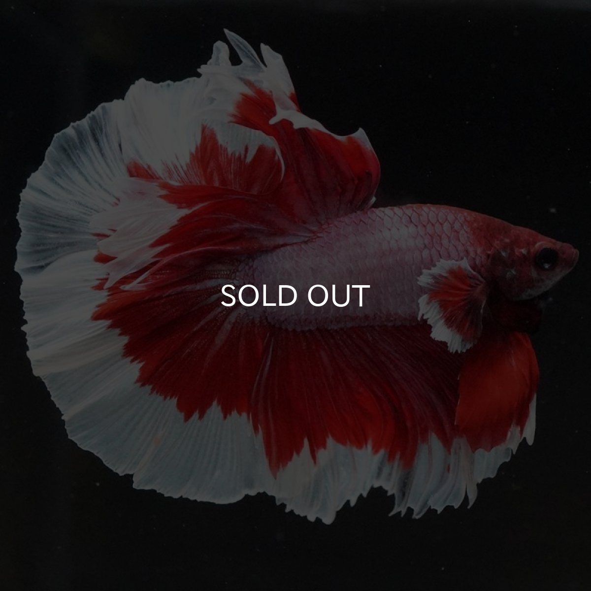 画像3: HM ラベンダーバタフライ (3)