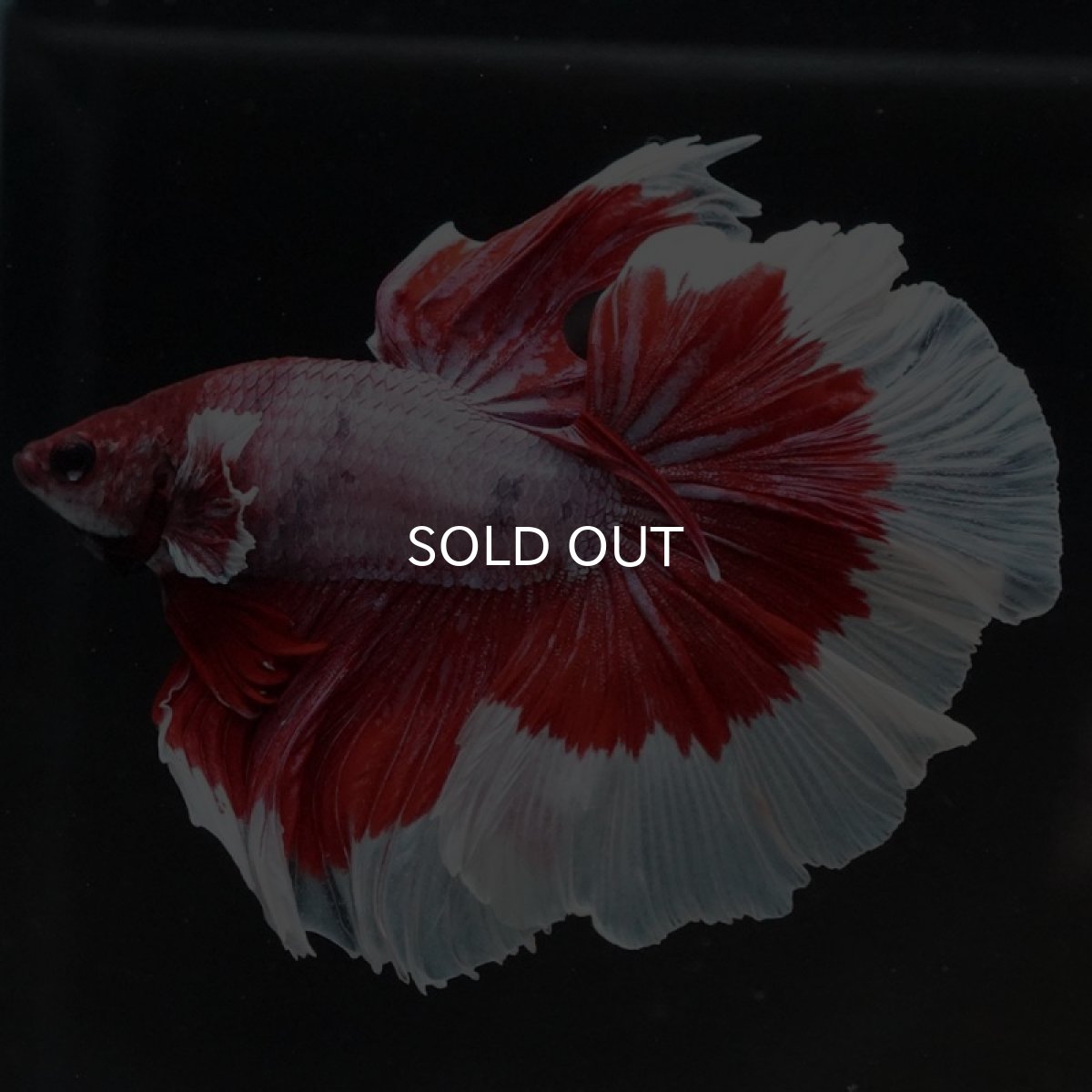 画像4: HM ラベンダーバタフライ (4)