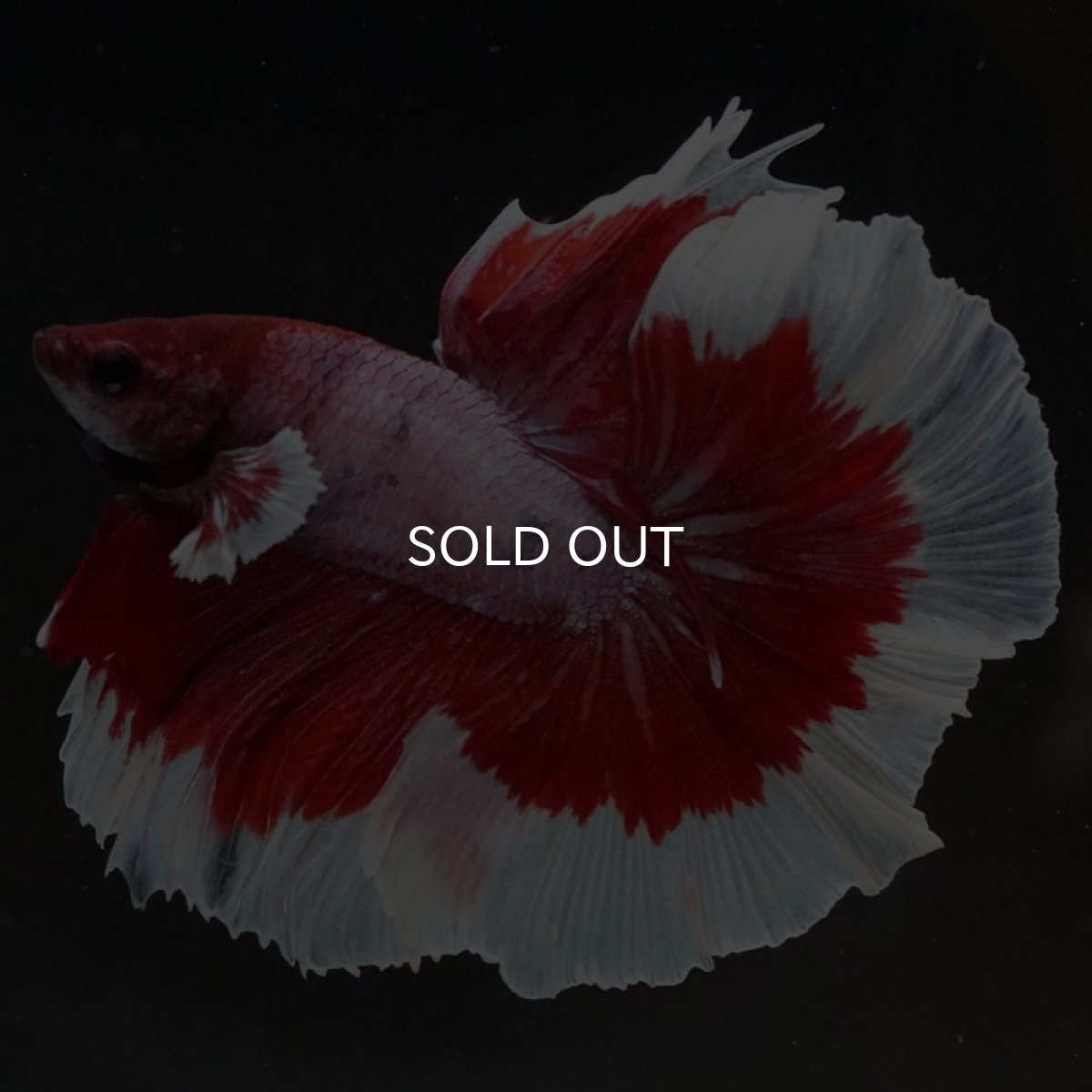 画像2: HM ラベンダーバタフライ (2)