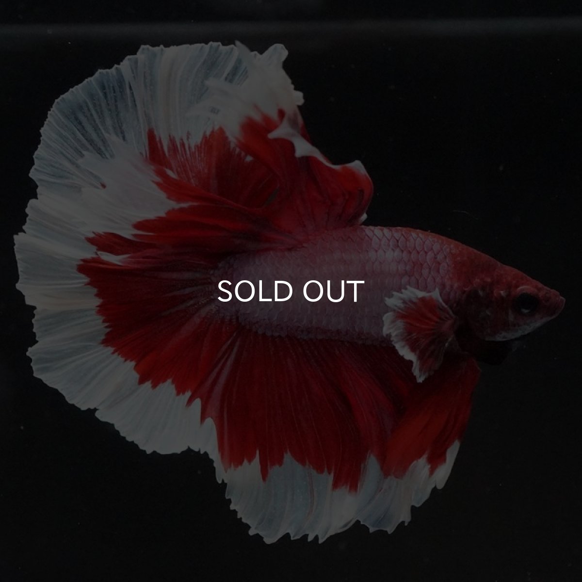 画像6: HM ラベンダーバタフライ (6)