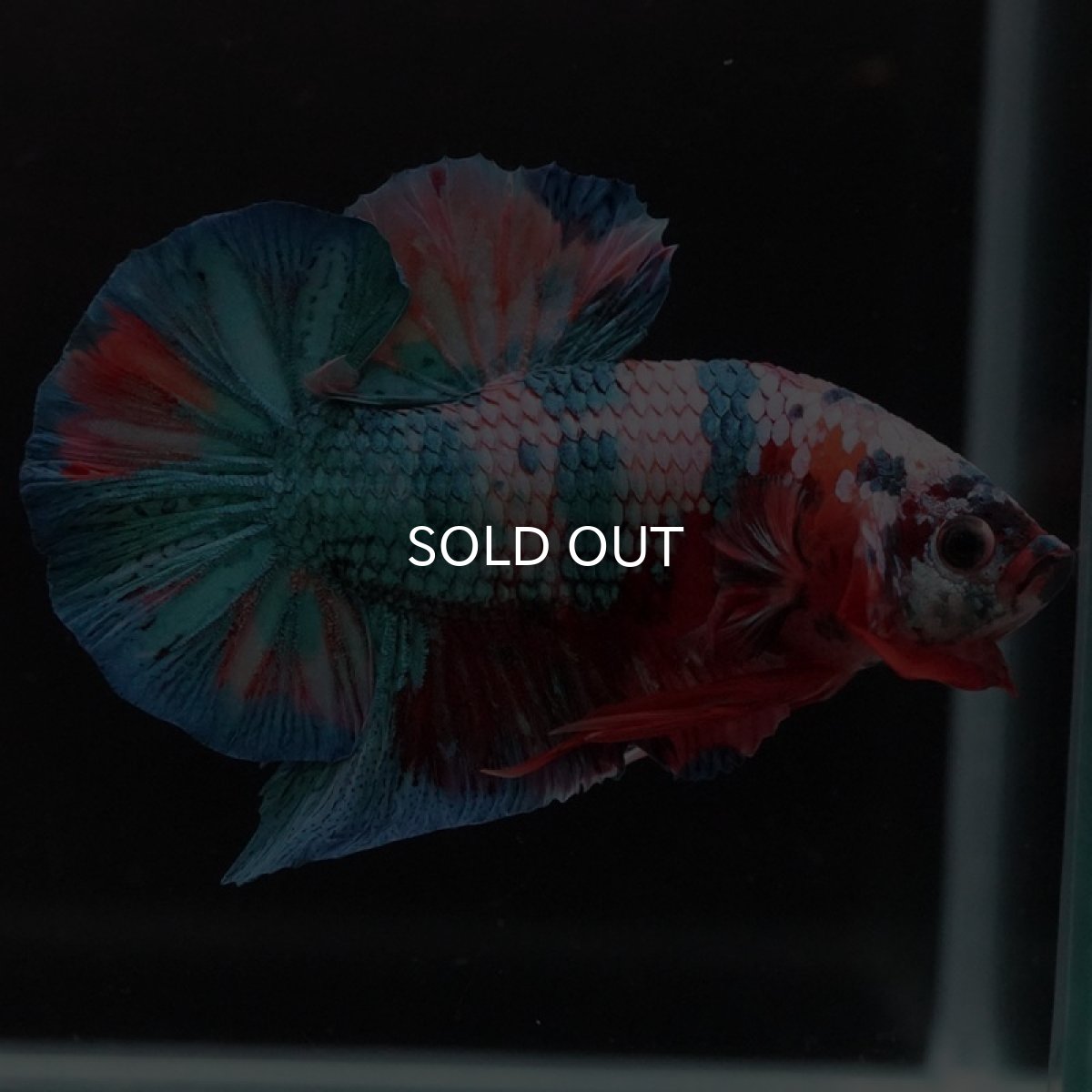 画像4: HMPK　キャンディ (4)