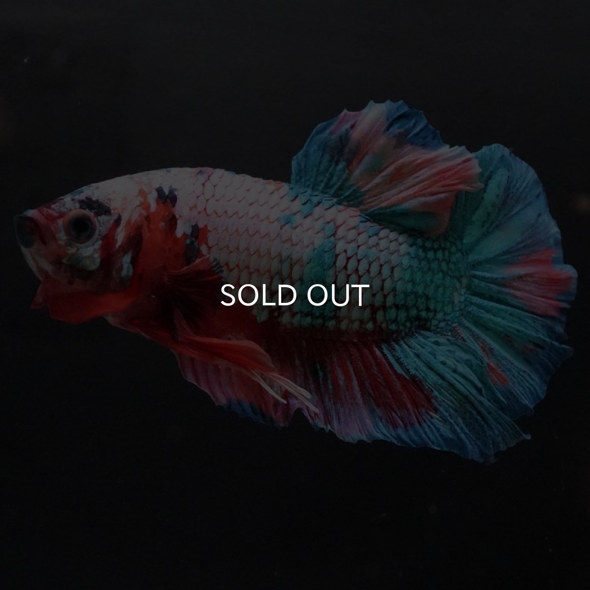 画像5: HMPK　キャンディ (5)