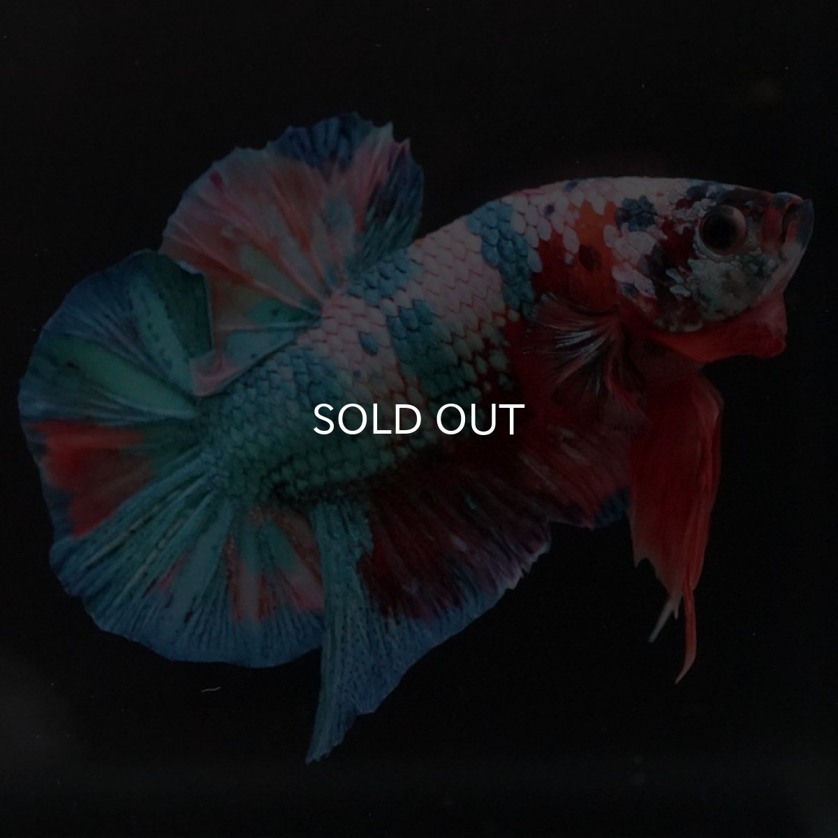 画像2: HMPK　キャンディ (2)