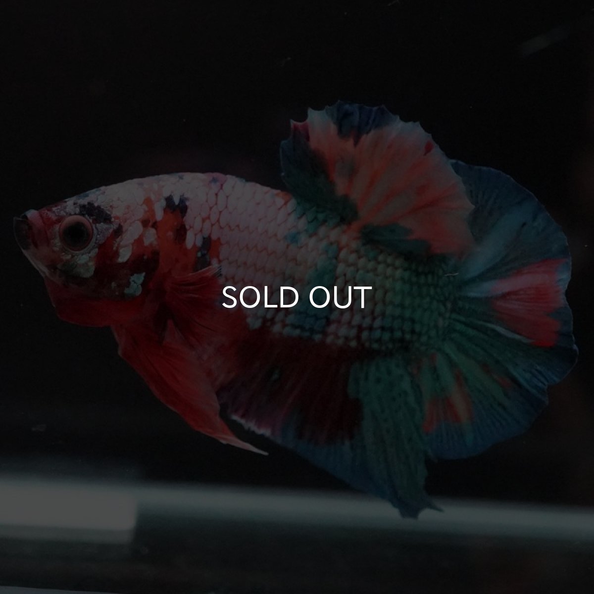 画像3: HMPK　キャンディ (3)