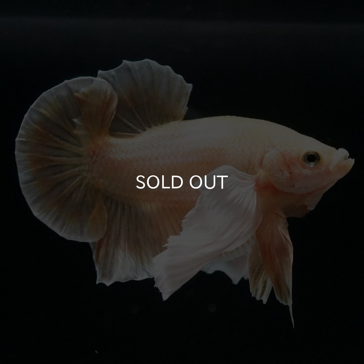 画像13: HMPKダンボ イエローゴールド (13)