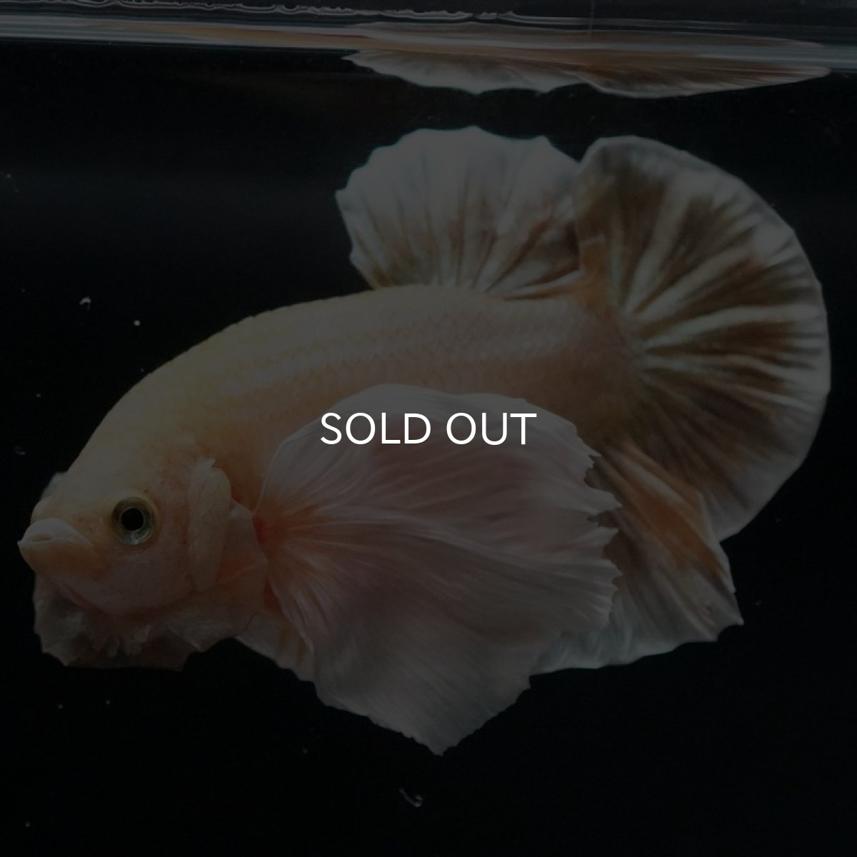 画像7: HMPKダンボ イエローゴールド (7)